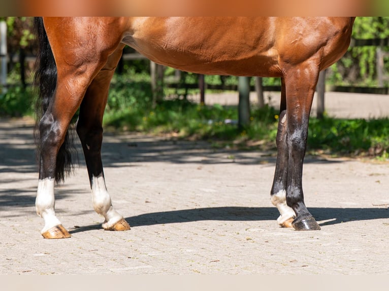Anglo European Studbook Stute 7 Jahre 165 cm Brauner in Grote-Brogel