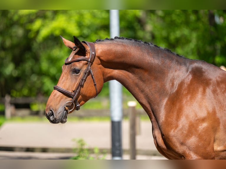 Anglo European Studbook Stute 7 Jahre 165 cm Brauner in Grote-Brogel