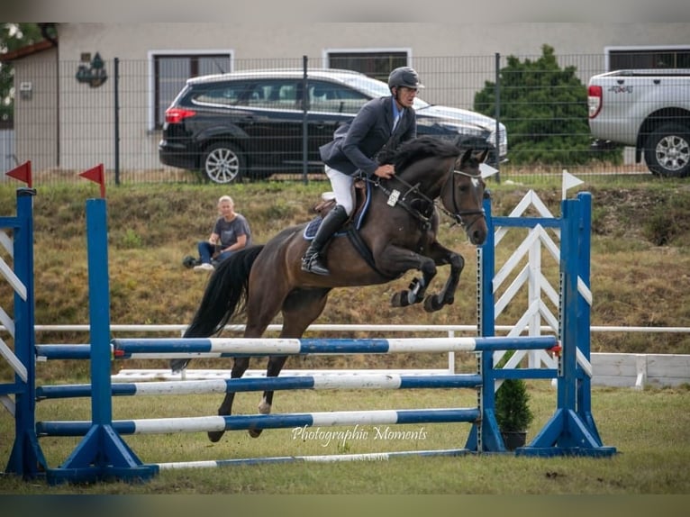 Anglo European Studbook Stute 7 Jahre 165 cm Dunkelbrauner in Herzberg (Elster)