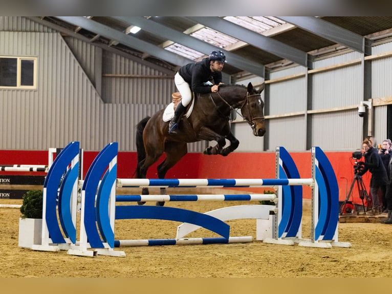 Anglo European Studbook Stute 7 Jahre 169 cm Dunkelbrauner in Waddinxveen