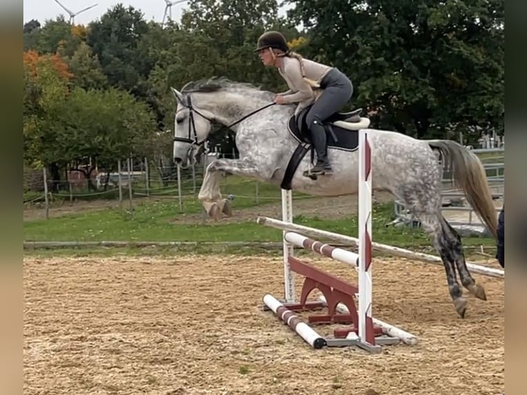 Anglo European Studbook Stute 7 Jahre 170 cm Apfelschimmel in Würzburg