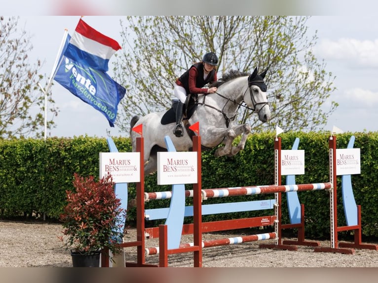 Anglo European Studbook Stute 7 Jahre 173 cm Schimmel in Grote-Brogel