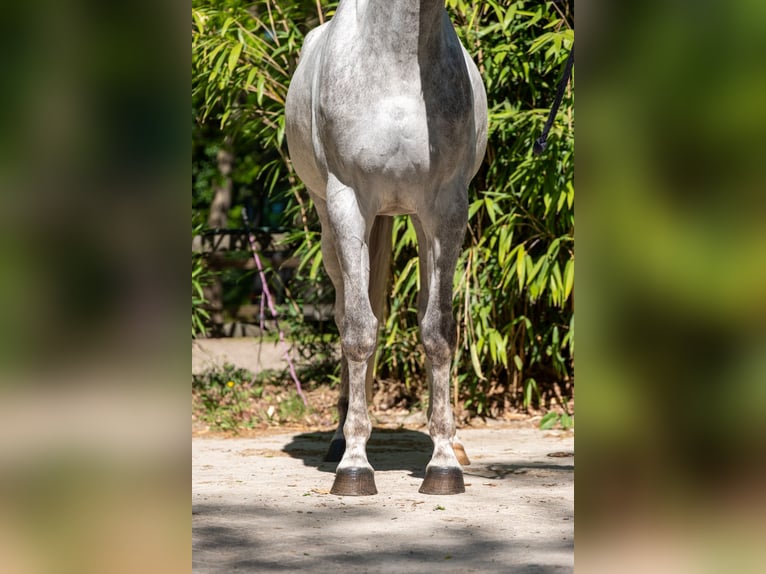 Anglo European Studbook Stute 7 Jahre 173 cm Schimmel in Grote-Brogel