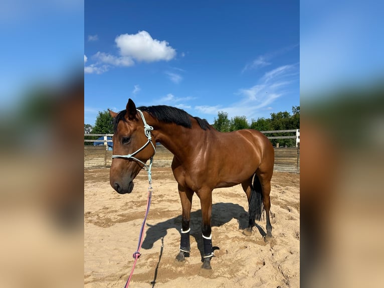 Anglo European Studbook Stute 7 Jahre 177 cm Rotbrauner in Wojnarowice
