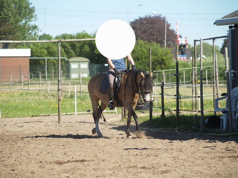 Anglo European Studbook Mix Stute 8 Jahre 135 cm Buckskin in Geffen