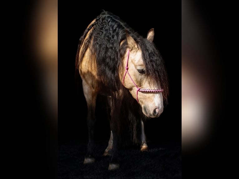 Anglo European Studbook Mix Stute 8 Jahre 135 cm Buckskin in Geffen