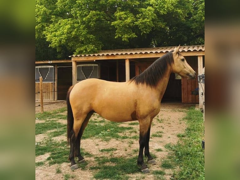 Anglo European Studbook Stute 8 Jahre 148 cm Falbe in Forcalquier