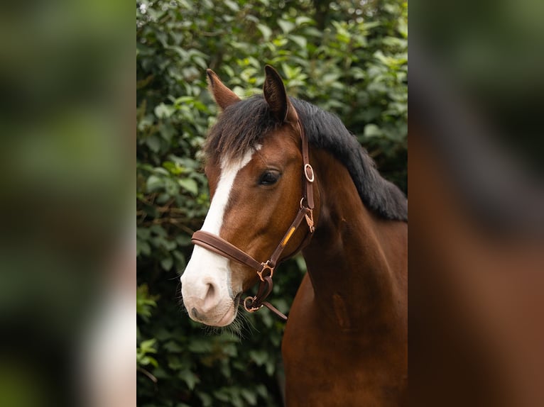 Anglo European Studbook Stute 8 Jahre 162 cm Brauner in Dussen