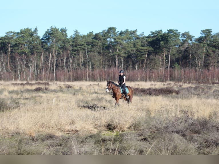Anglo European Studbook Stute 8 Jahre 162 cm Brauner in Dussen