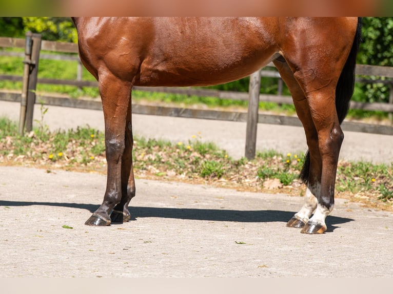 Anglo European Studbook Stute 8 Jahre 164 cm Brauner in Grote-Brogel