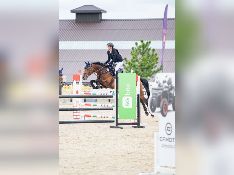 Anglo European Studbook Stute 8 Jahre 165 cm Brauner in Balkasodis