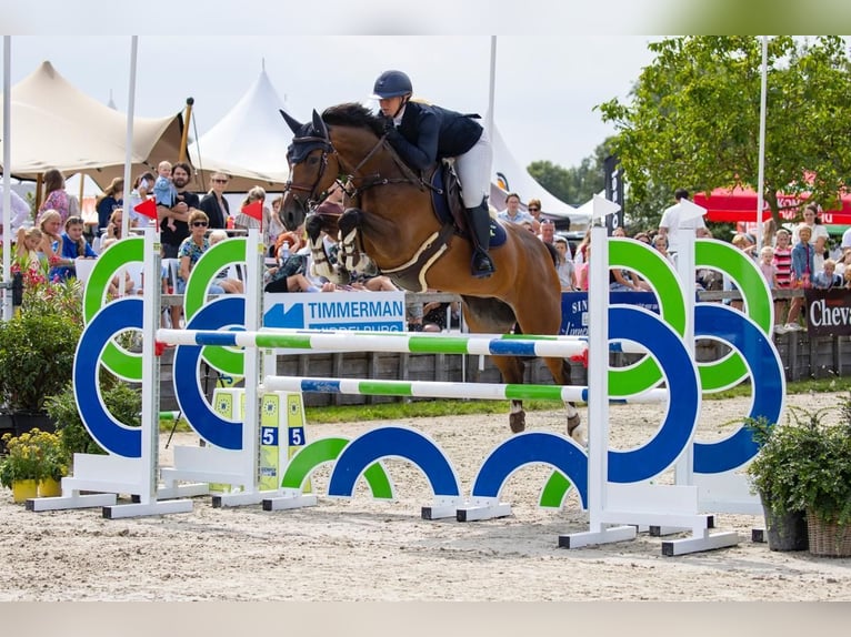 Anglo European Studbook Stute 8 Jahre 165 cm Brauner in Bucuresti