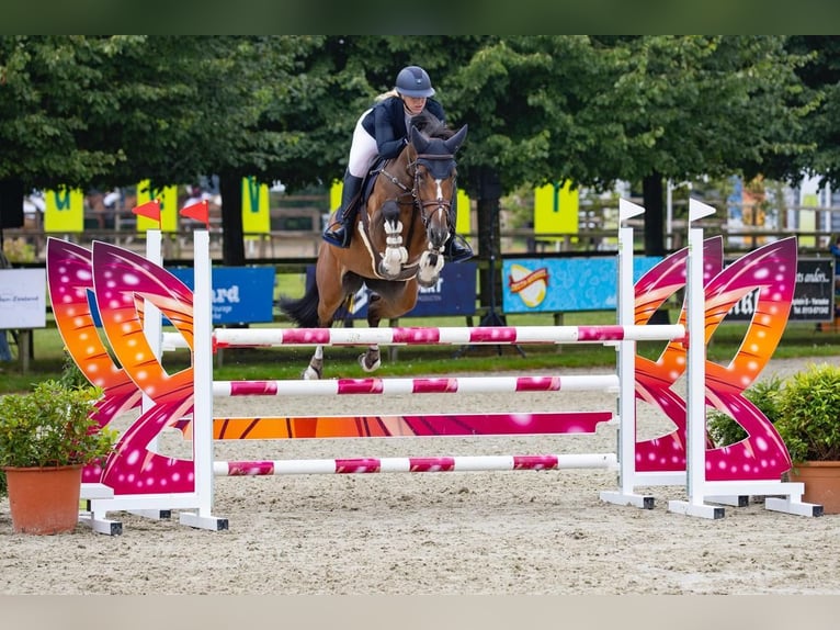 Anglo European Studbook Stute 8 Jahre 165 cm Brauner in Bucuresti