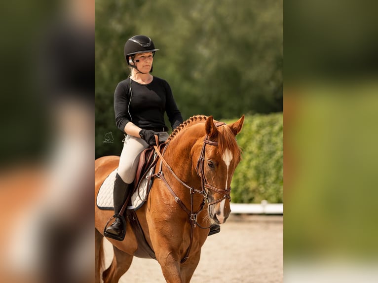 Anglo European Studbook Stute 8 Jahre 167 cm Fuchs in GROTE-BROGEL