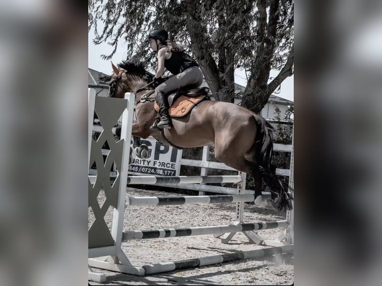 Anglo European Studbook Stute 8 Jahre 167 cm Rotbrauner in Berceni