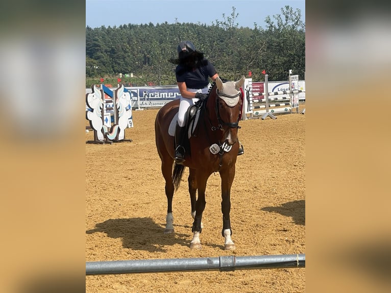 Anglo European Studbook Stute 8 Jahre 172 cm Brauner in FreystadtFreystadt