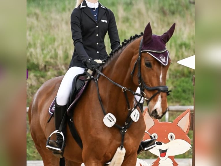 Anglo European Studbook Stute 8 Jahre 172 cm Brauner in FreystadtFreystadt