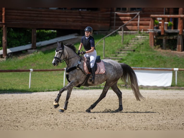 Anglo European Studbook Stute 8 Jahre 172 cm Rotschimmel in Humpolec