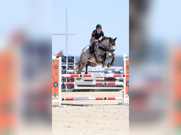 Anglo European Studbook Stute 8 Jahre 172 cm Rotschimmel in Humpolec