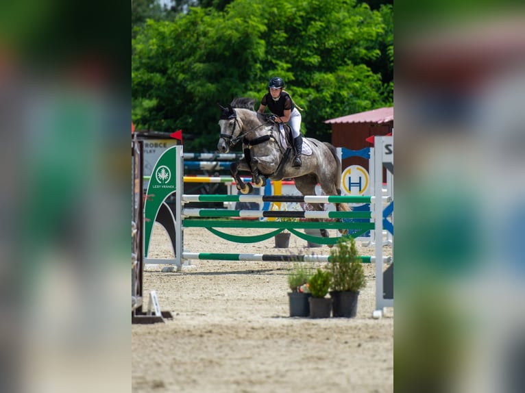 Anglo European Studbook Stute 8 Jahre 172 cm Rotschimmel in Humpolec