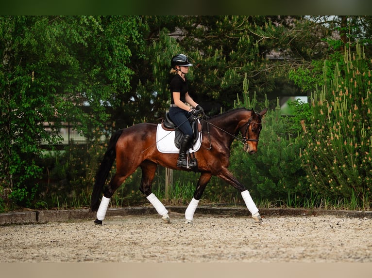 Anglo European Studbook Stute 9 Jahre 160 cm Brauner in Zwierzyniec Pierwszy