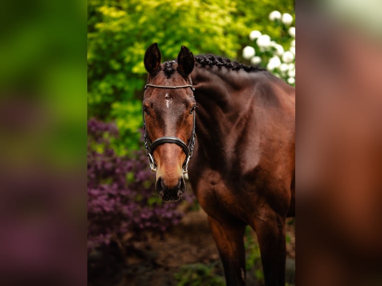Anglo European Studbook Stute 9 Jahre 160 cm Brauner in Zwierzyniec Pierwszy