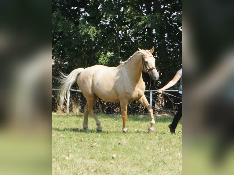 Anglo European Studbook Stute 9 Jahre 165 cm Palomino in Mügeln