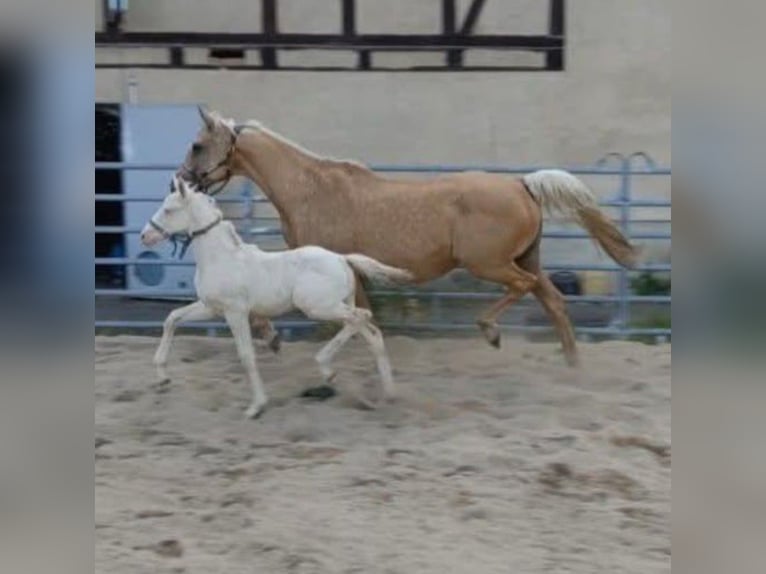 Anglo European Studbook Stute 9 Jahre 165 cm Palomino in Naundorf
