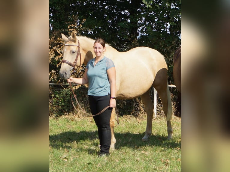 Anglo European Studbook Stute 9 Jahre 165 cm Palomino in Naundorf