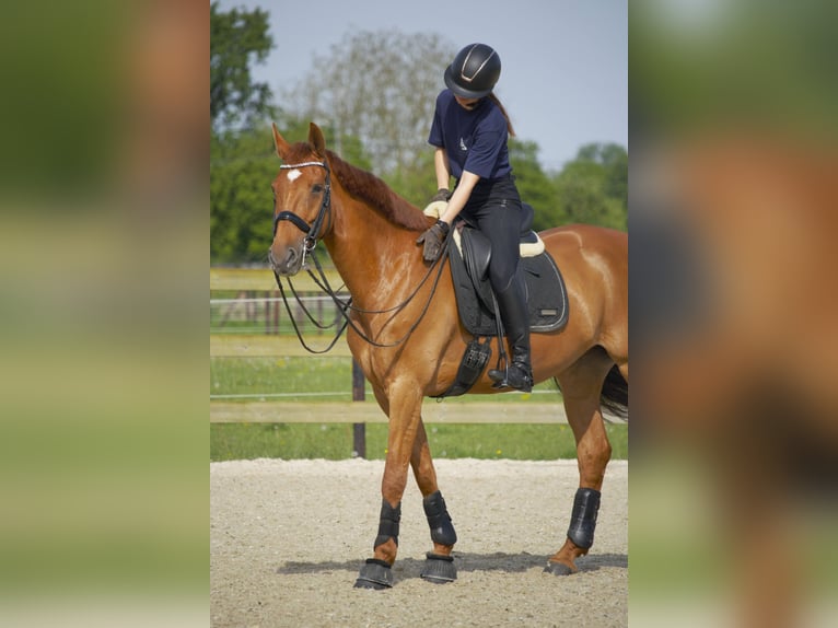 Anglo European Studbook Stute 9 Jahre 168 cm Fuchs in Westerlo