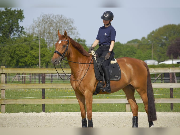 Anglo European Studbook Stute 9 Jahre 168 cm Fuchs in Westerlo