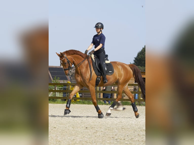 Anglo European Studbook Stute 9 Jahre 168 cm Fuchs in Westerlo