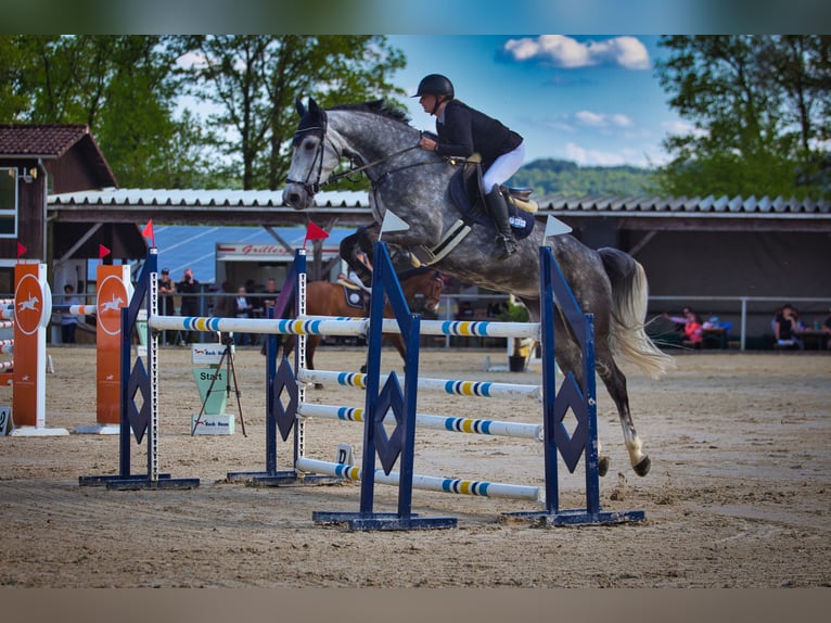 Anglo European Studbook Stute 9 Jahre 168 cm Schimmel in Dornburg