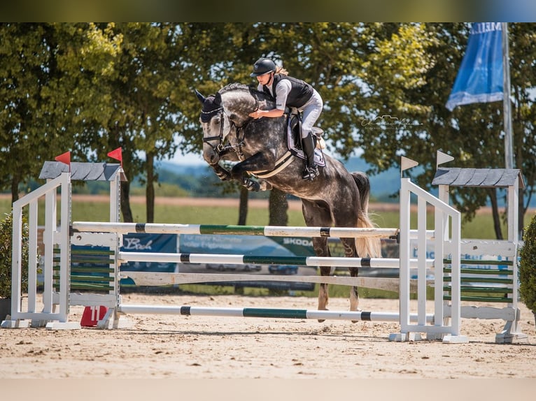 Anglo European Studbook Stute 9 Jahre 168 cm Schimmel in Dornburg