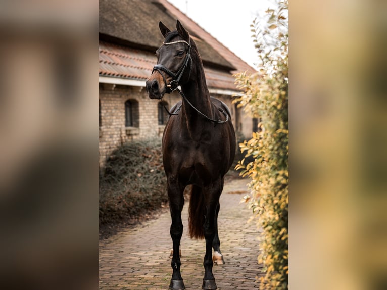 Anglo European Studbook Stute 9 Jahre 169 cm Dunkelbrauner in Harlingen