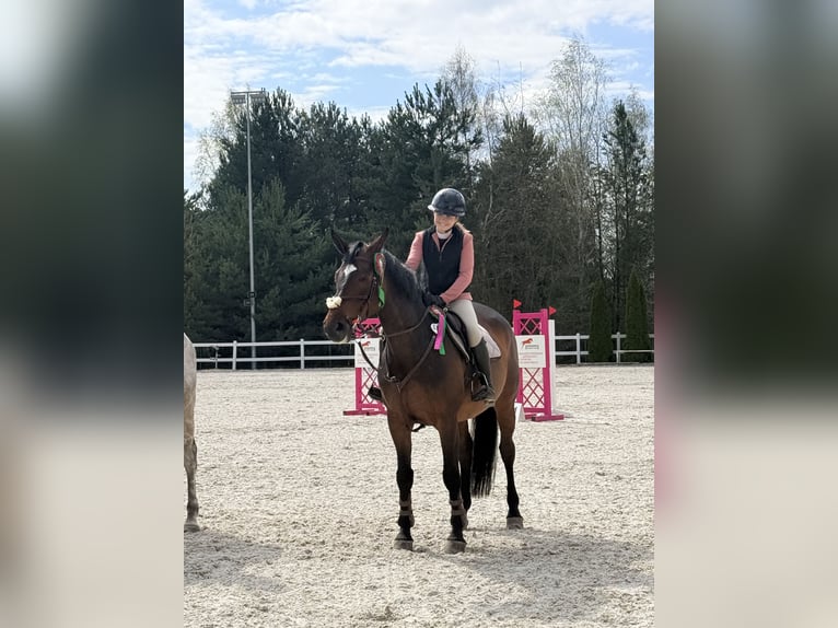Anglo European Studbook Stute 9 Jahre 170 cm Rotbrauner in Kraków