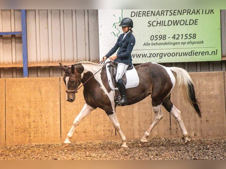 Anglo European Studbook Stute 9 Jahre 170 cm Schecke in Zwiggelte