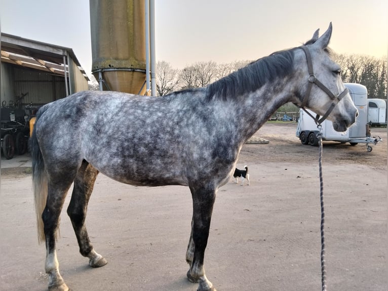 Anglo European Studbook Stute 9 Jahre 170 cm Schimmel in Enschede