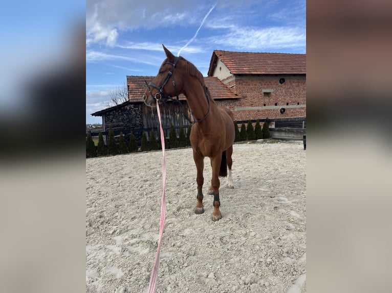 Anglo European Studbook Stute 9 Jahre 175 cm Dunkelfuchs in Murska Sobota