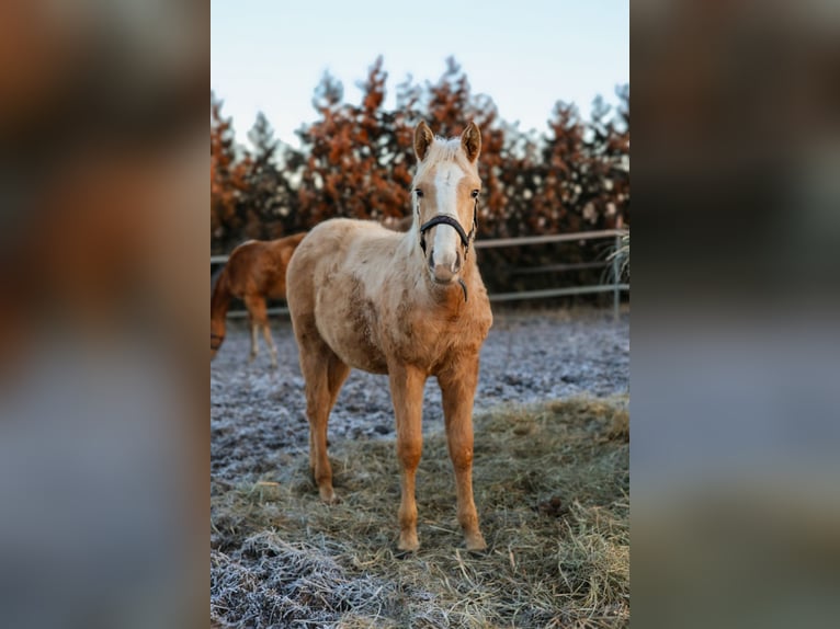 Anglo European Studbook Stute Fohlen (06/2025) 160 cm Palomino in BlękwitZłotów