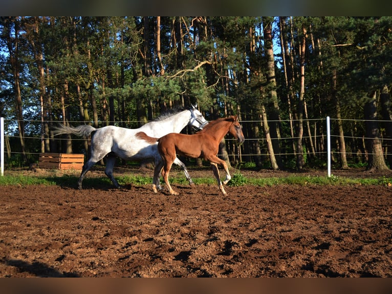 Anglo European Studbook Stute Fohlen (03/2024) Fliegenschimmel in Opole