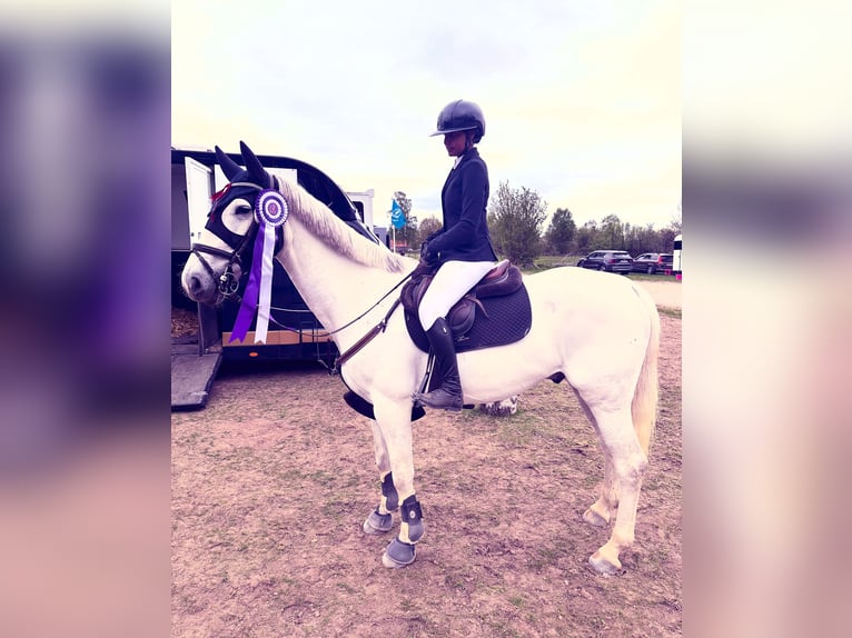 Anglo European Studbook Wałach 10 lat 169 cm Biała in Limhamn