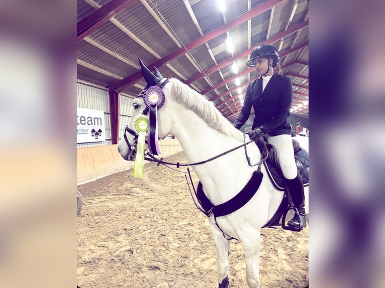 Anglo European Studbook Wałach 10 lat 169 cm Biała in Limhamn