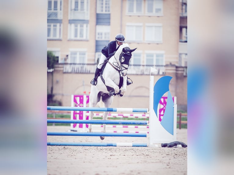 Anglo European Studbook Wałach 10 lat 169 cm Biała in Limhamn