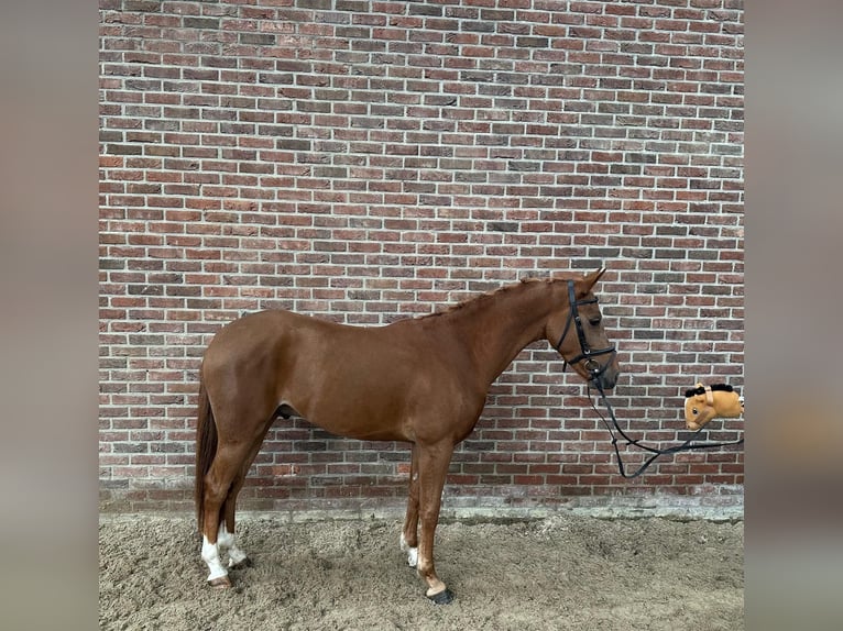 Anglo European Studbook Wałach 3 lat 147 cm Kasztanowata in Kaulille