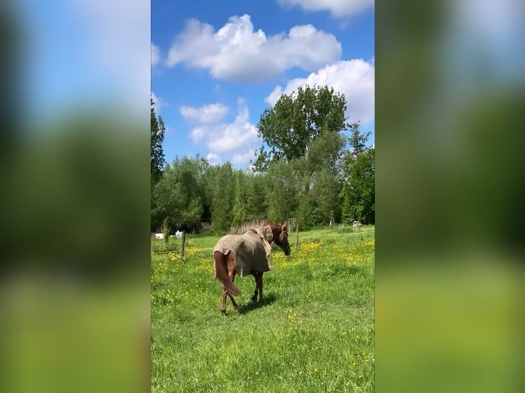 Anglo European Studbook Wałach 4 lat 165 cm Kasztanowata in Hekelgem