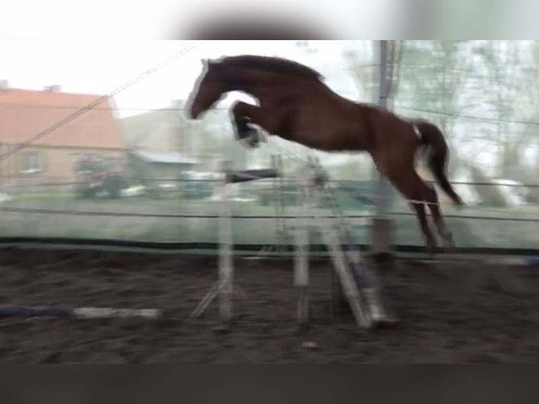 Anglo European Studbook Wałach 5 lat 165 cm Kasztanowata in Gorzów Wielkopolski