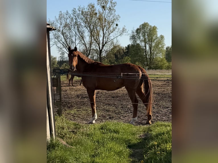Anglo European Studbook Wałach 5 lat 165 cm Kasztanowata in Gorzów Wielkopolski