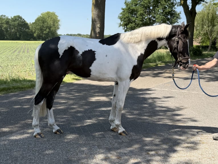 Anglo European Studbook Wałach 5 lat 165 cm Srokata in Neerkant