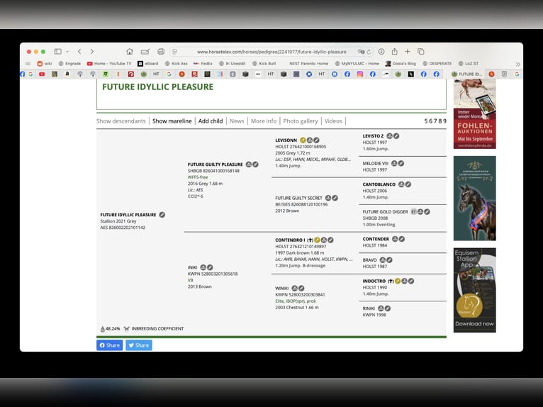 Anglo European Studbook Wałach 5 lat 166 cm Siwa in Sulbiny